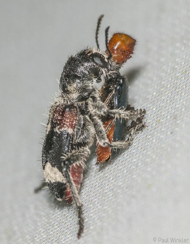 RLP  2014 with prey (Dermestoides sanguinicollis)